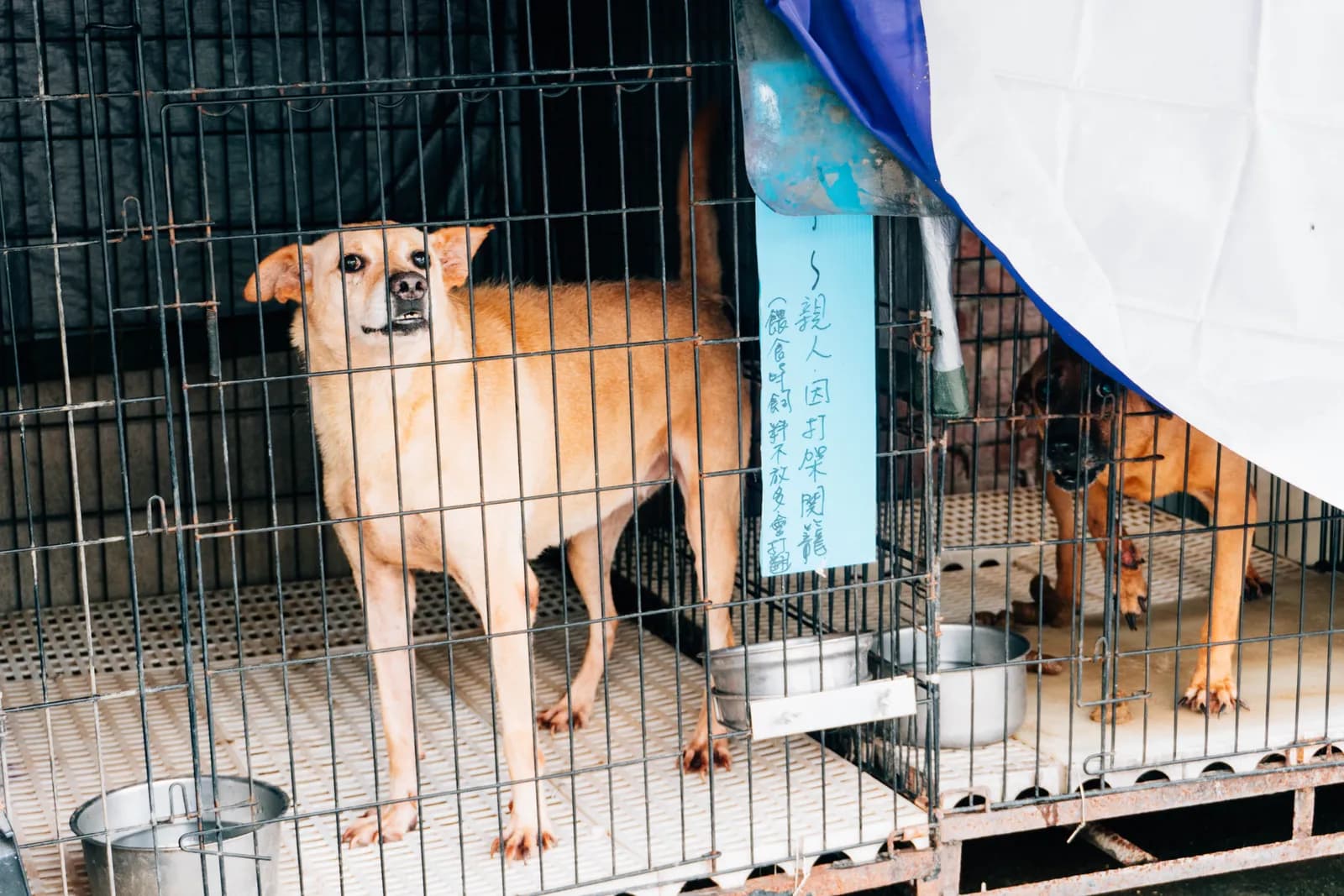 台中山區狗園