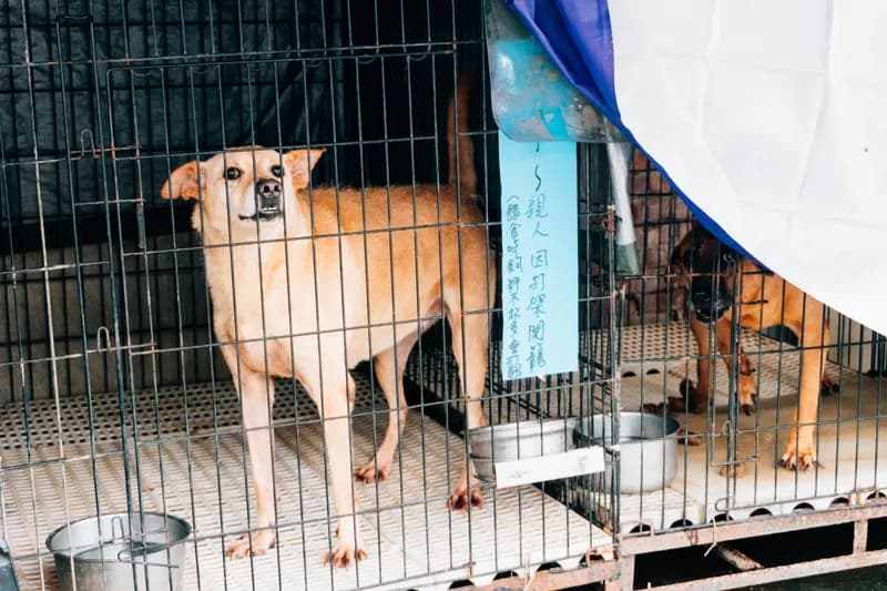 成犬飼料 15kg
