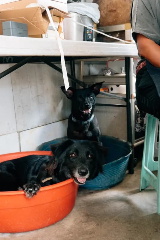 成犬飼料 15kg