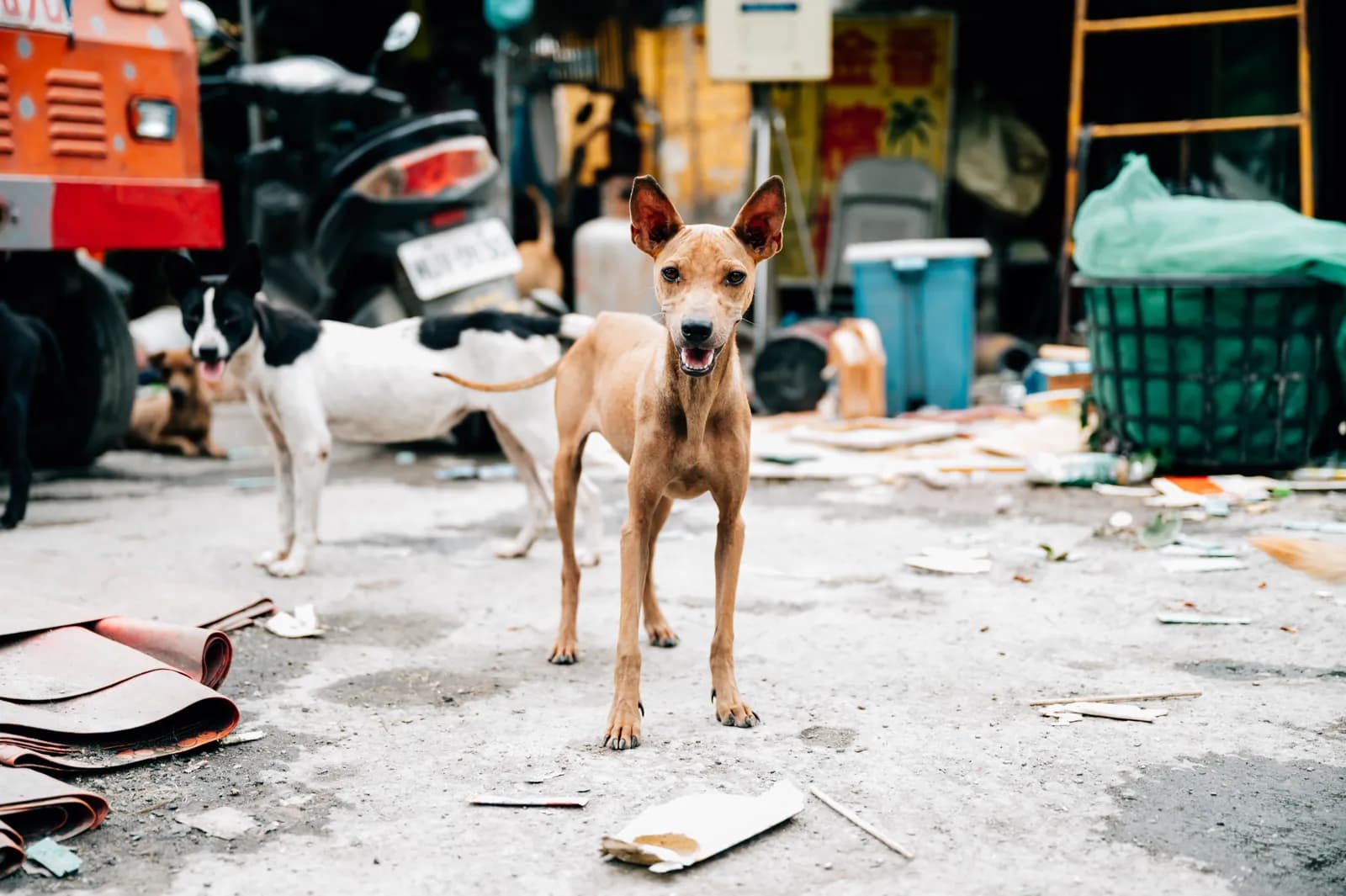 街頭的流浪犬